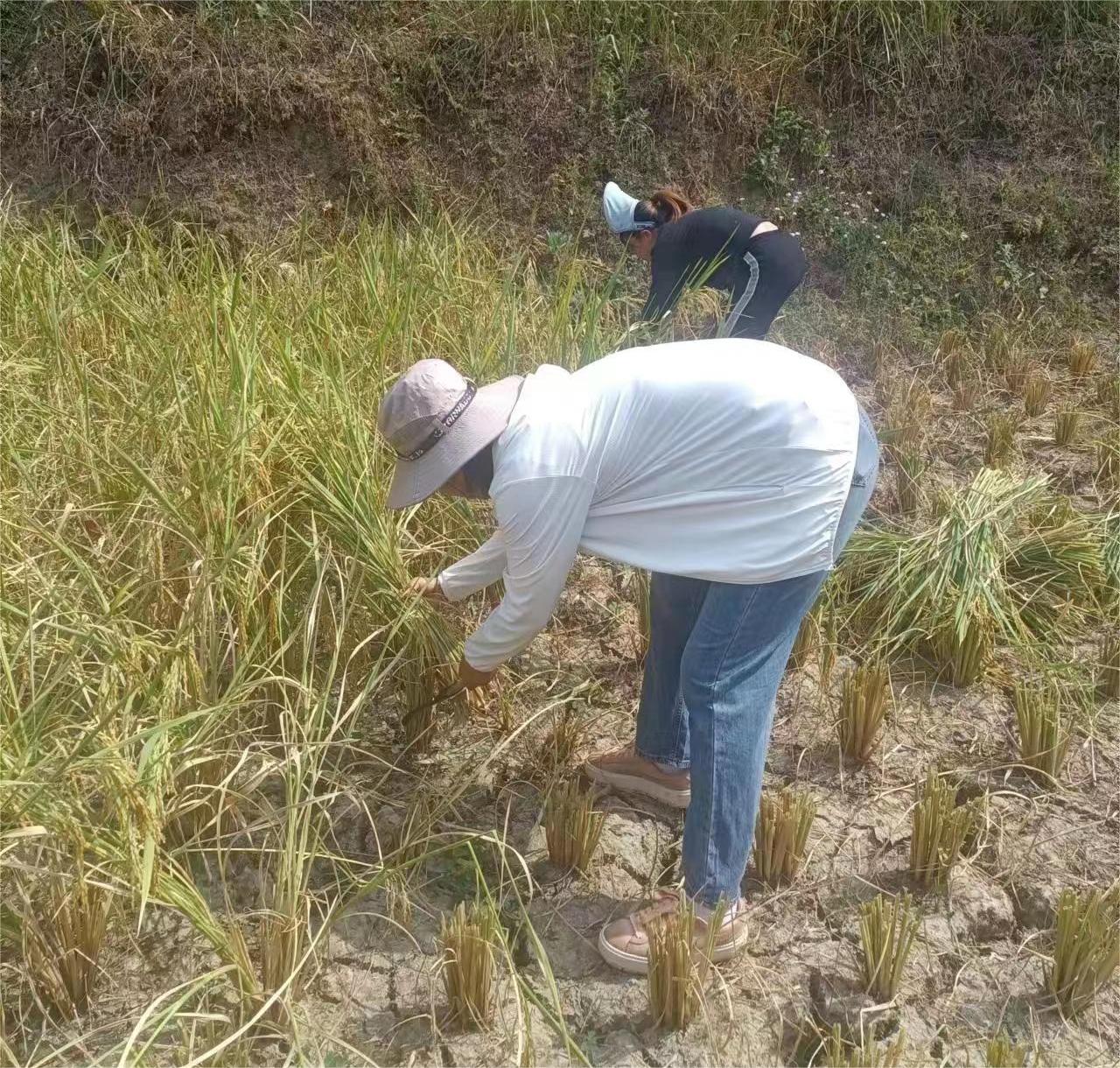 杜海燕：驻村磨练强本领，为民服务践初心